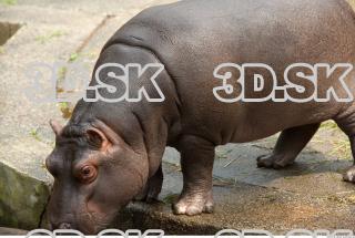 Hippo baby 0015